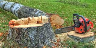 Best Stump Grinding and Removal  in Wesley Chapel, NC