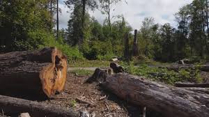 Best Tree Risk Assessment  in Wesley Chapel, NC