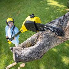 Best Tree and Shrub Care  in Wesley Chapel, NC