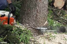 Best Firewood Processing and Delivery  in Wesley Chapel, NC