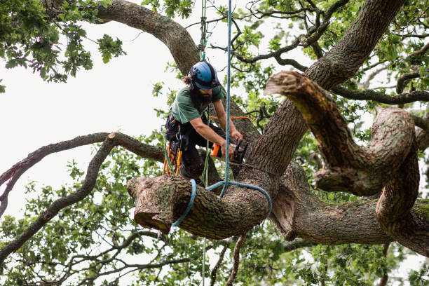 Best Tree Maintenance Programs  in Wesley Chapel, NC