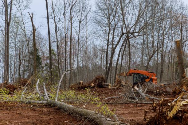 Best Tree Health Inspection  in Wesley Chapel, NC