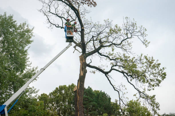 Best Tree Preservation Services  in Wesley Chapel, NC