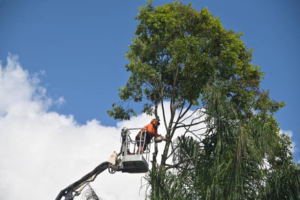 Trusted Wesley Chapel, NC Tree Care Experts