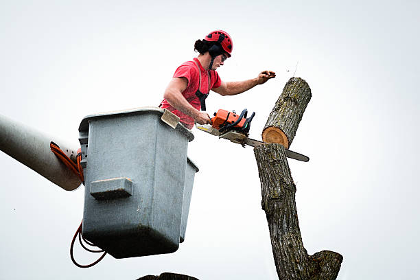 Best Tree Cabling and Bracing  in Wesley Chapel, NC