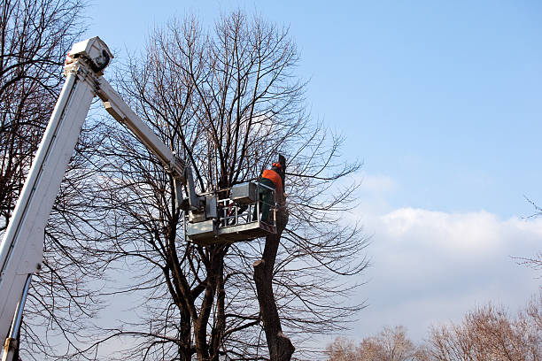 Best Emergency Tree Removal  in Wesley Chapel, NC