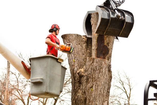 Best Utility Line Clearance  in Wesley Chapel, NC